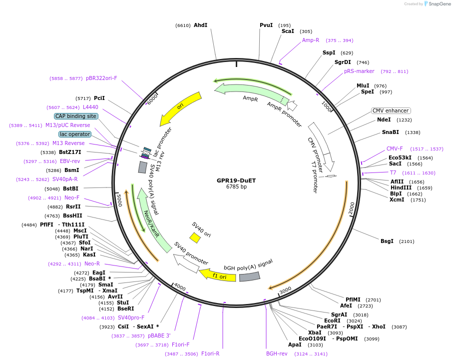 213274-plasmid-map-sequence-id-430821