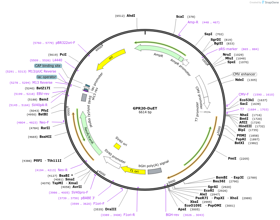 213275-plasmid-map-sequence-id-430822