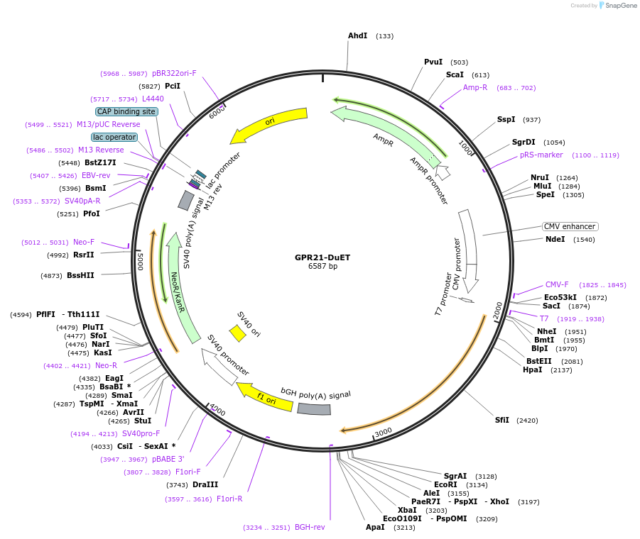 213276-plasmid-map-sequence-id-430823