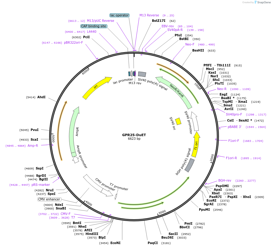 213277-plasmid-map-sequence-id-430824