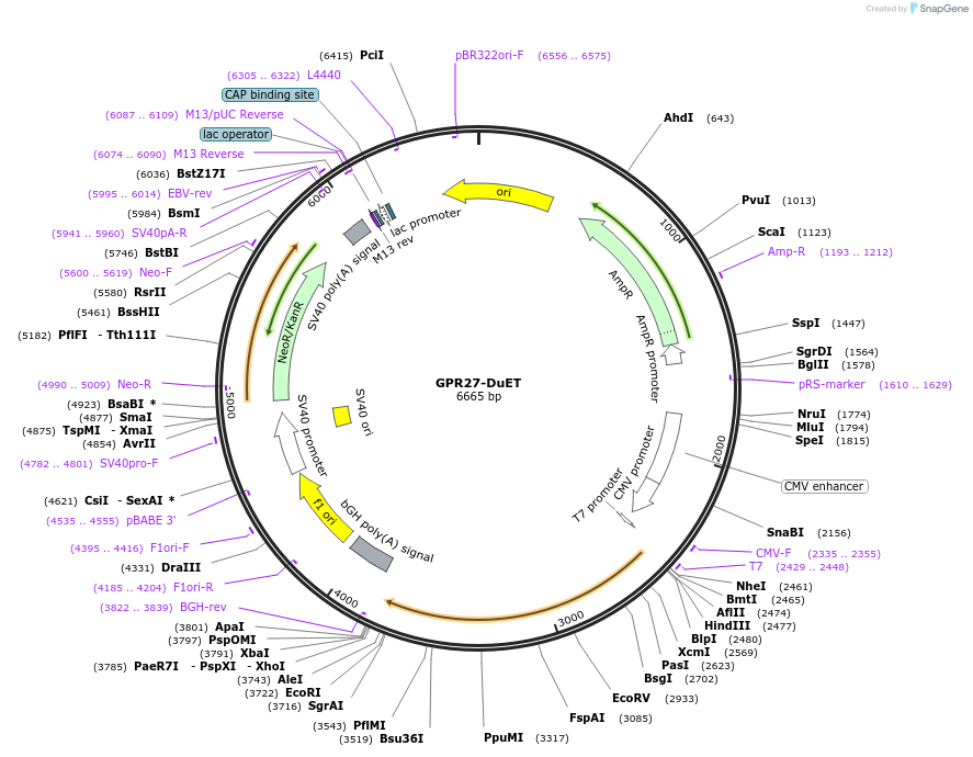 213278-plasmid-map-sequence-id-430825