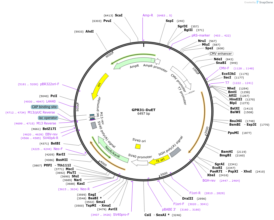213279-plasmid-map-sequence-id-430826