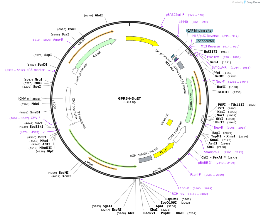 213281-plasmid-map-sequence-id-430828