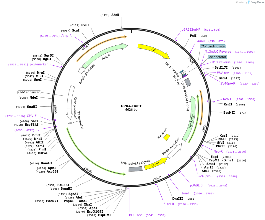 213283-plasmid-map-sequence-id-430829
