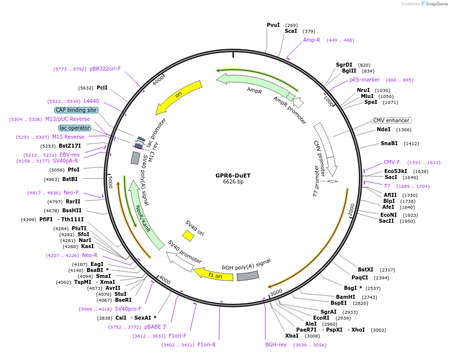 213286-plasmid-map-sequence-id-430831