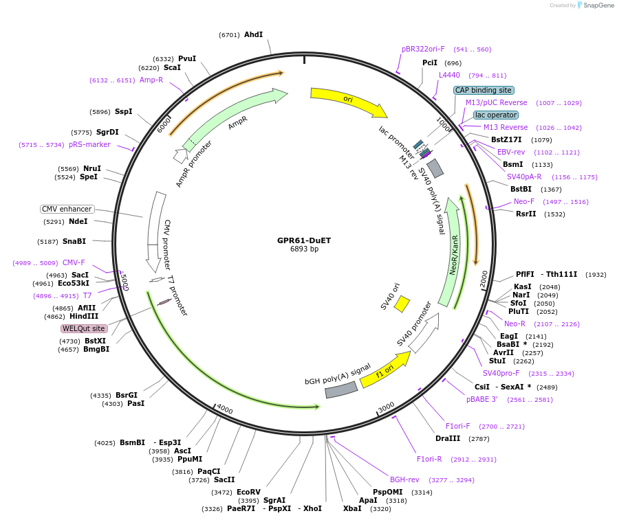 213287-plasmid-map-sequence-id-430832