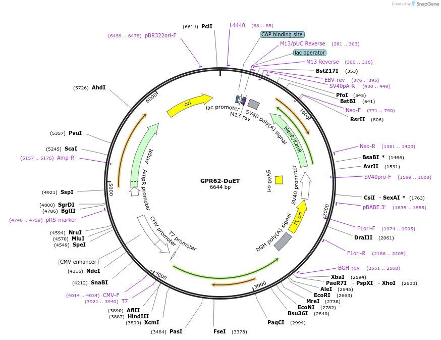 213288-plasmid-map-sequence-id-430833