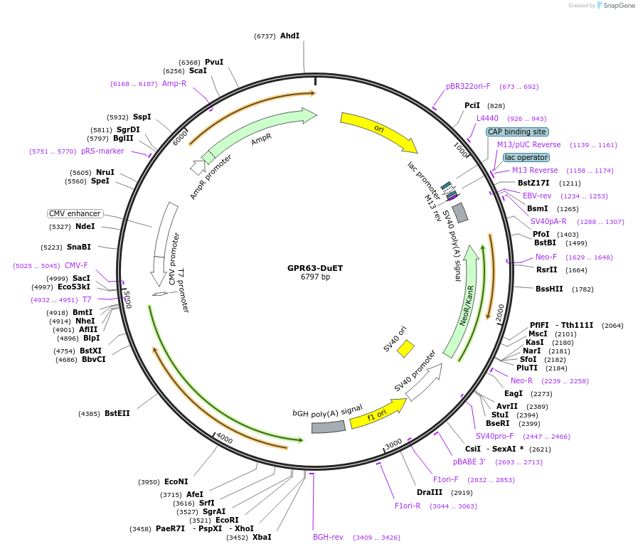 213289-plasmid-map-sequence-id-430834