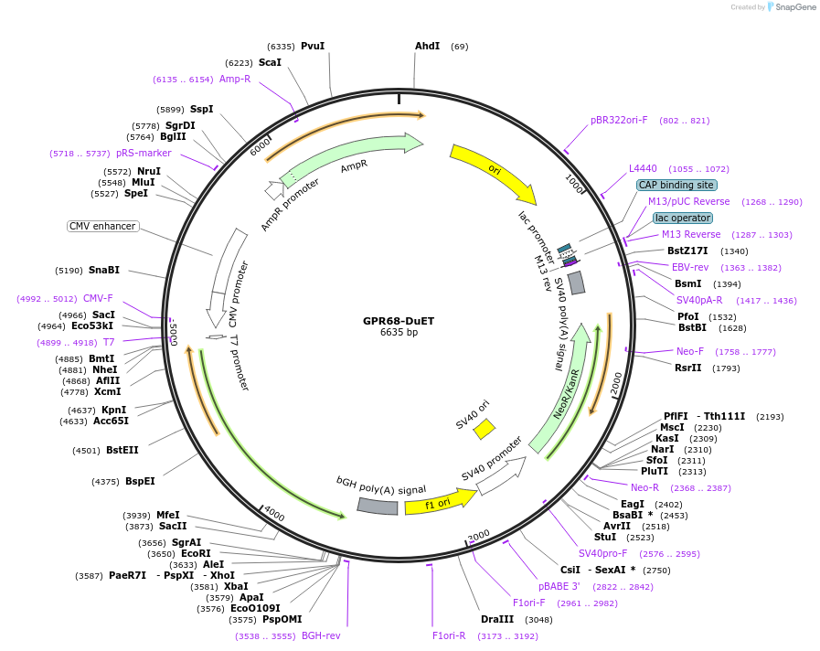 213290-plasmid-map-sequence-id-430835