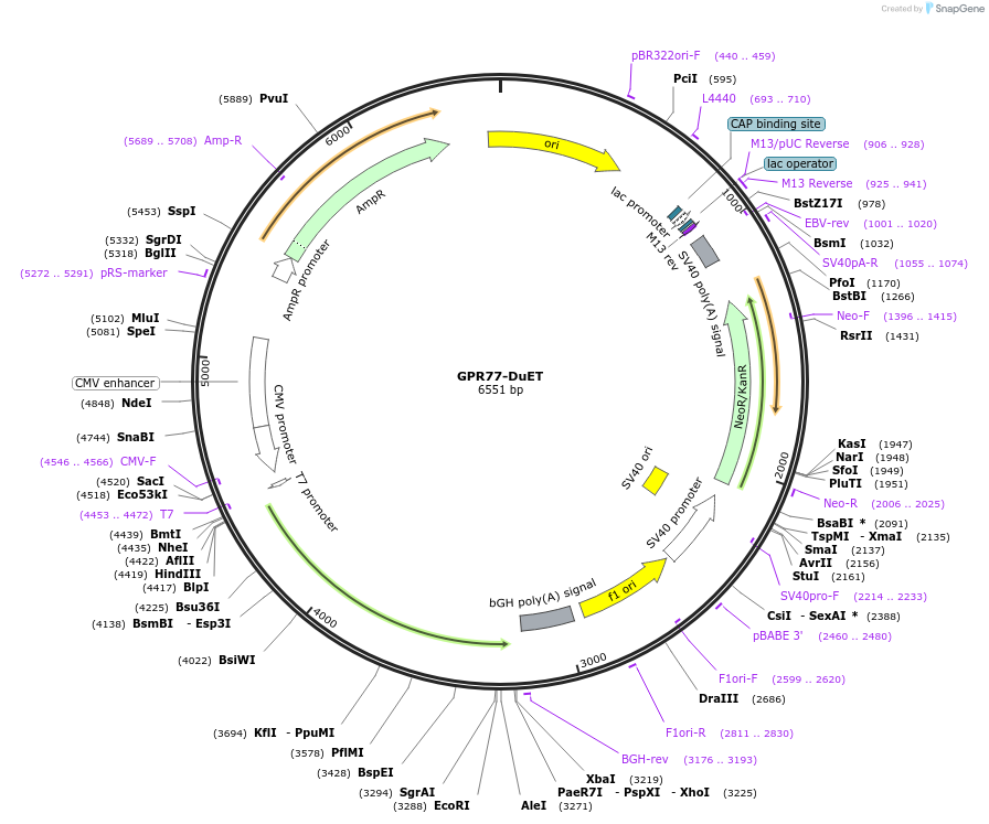213291-plasmid-map-sequence-id-430836