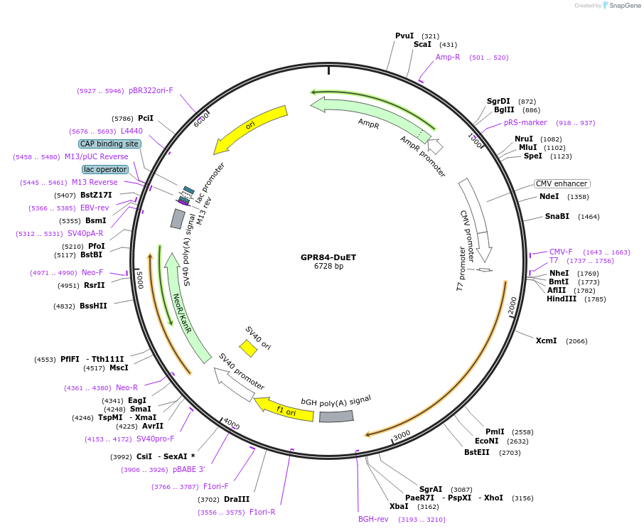 213292-plasmid-map-sequence-id-430837