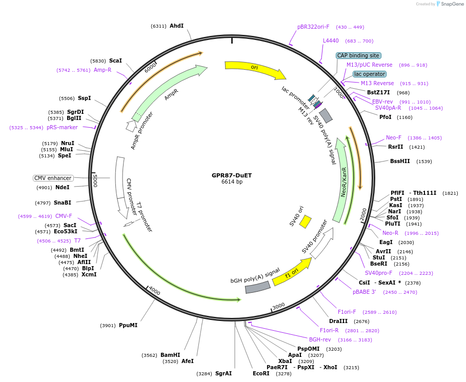 213293-plasmid-map-sequence-id-430838