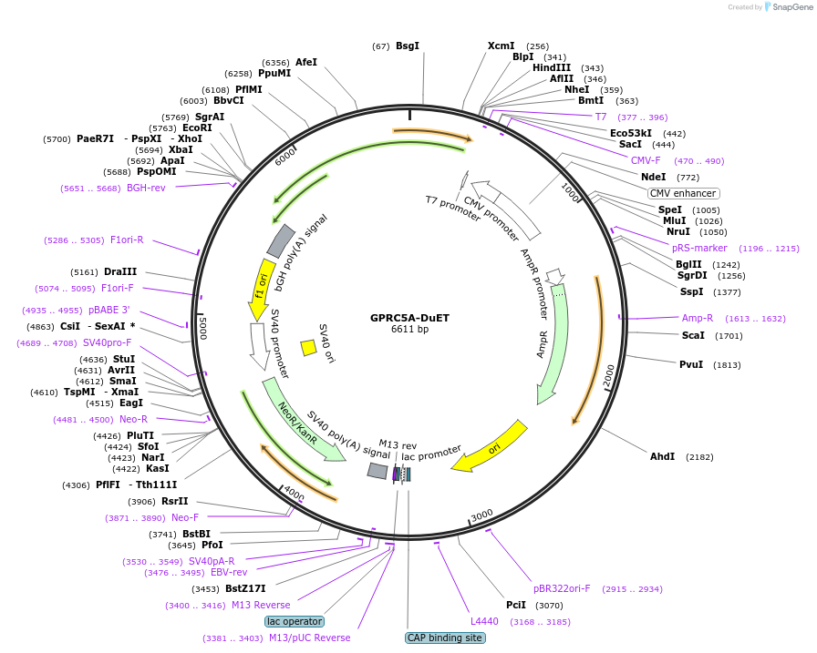213295-plasmid-map-sequence-id-430839