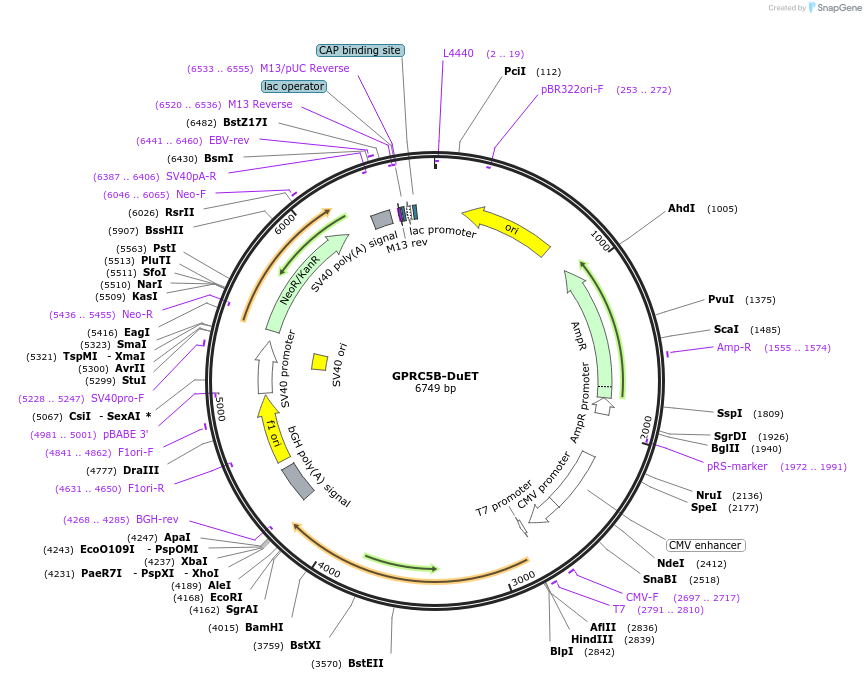 213296-plasmid-map-sequence-id-430840