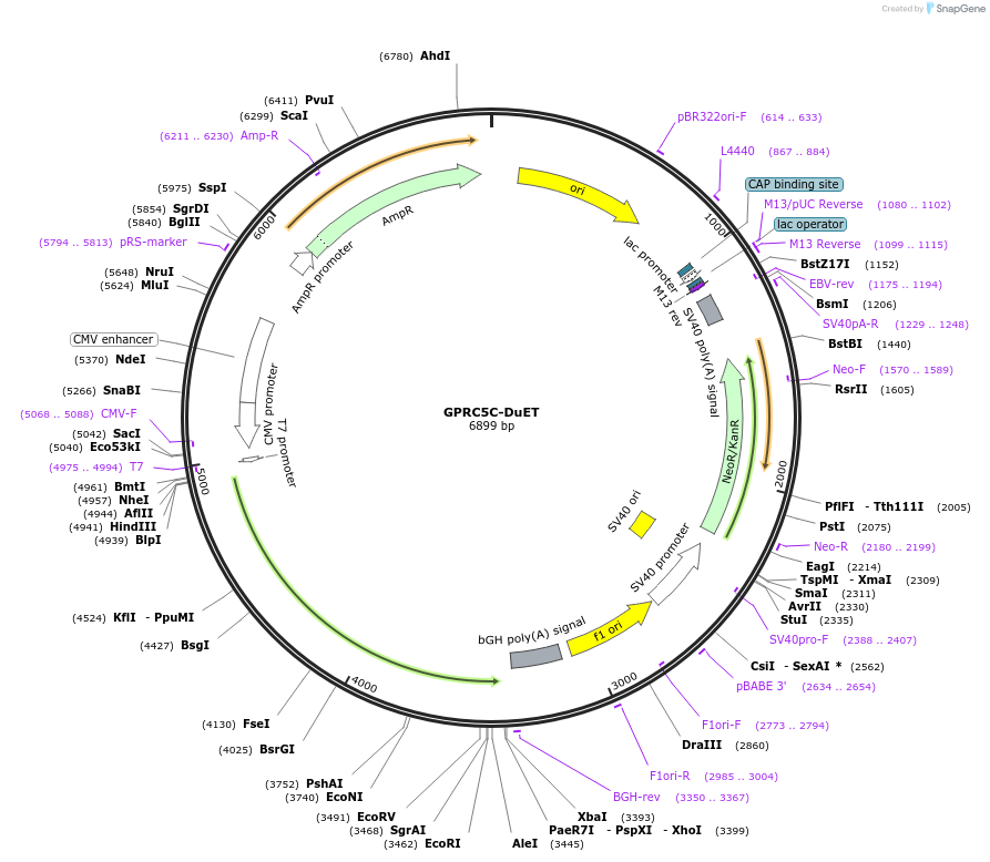 213297-plasmid-map-sequence-id-430841