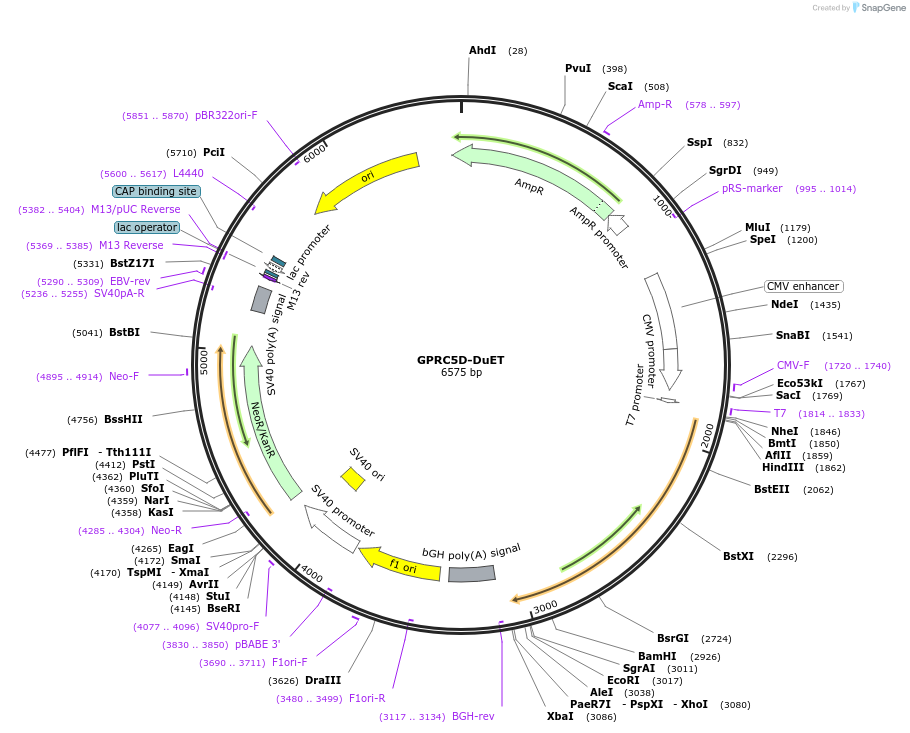 213298-plasmid-map-sequence-id-430842