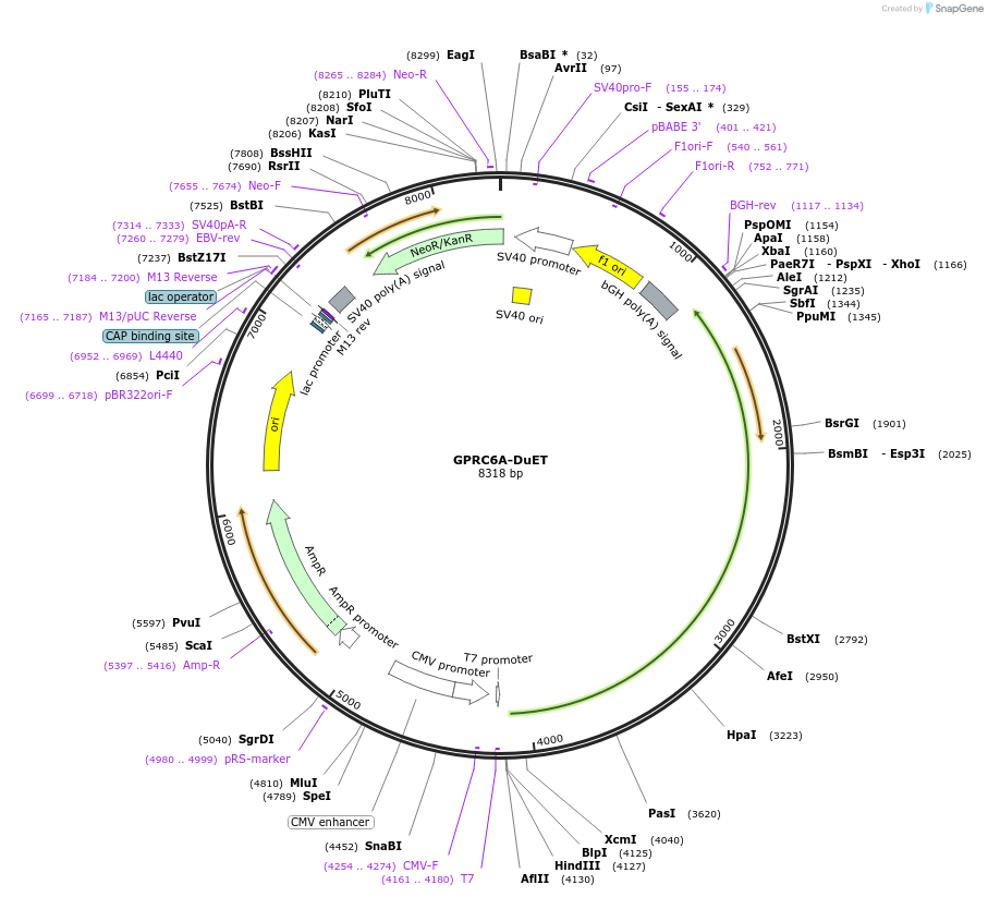 213299-plasmid-map-sequence-id-430843
