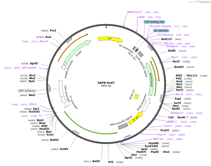 213306-plasmid-map-sequence-id-430844