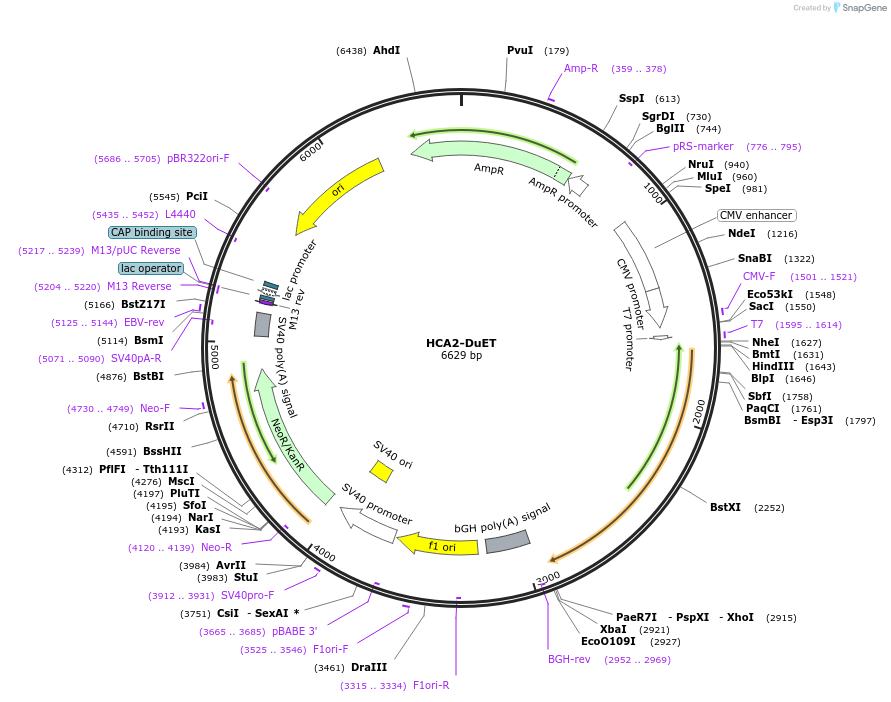 213308-plasmid-map-sequence-id-430846