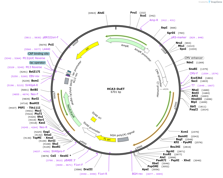 213309-plasmid-map-sequence-id-430847