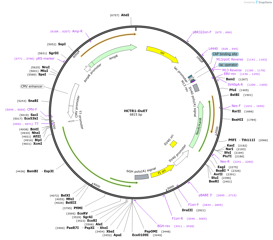 213310-plasmid-map-sequence-id-430848