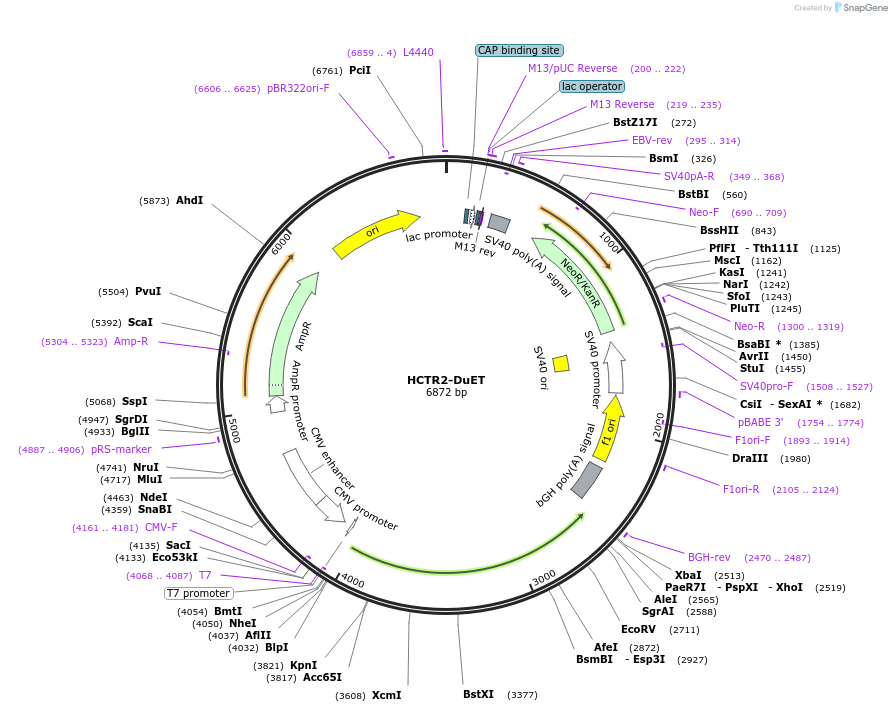 213311-plasmid-map-sequence-id-430849