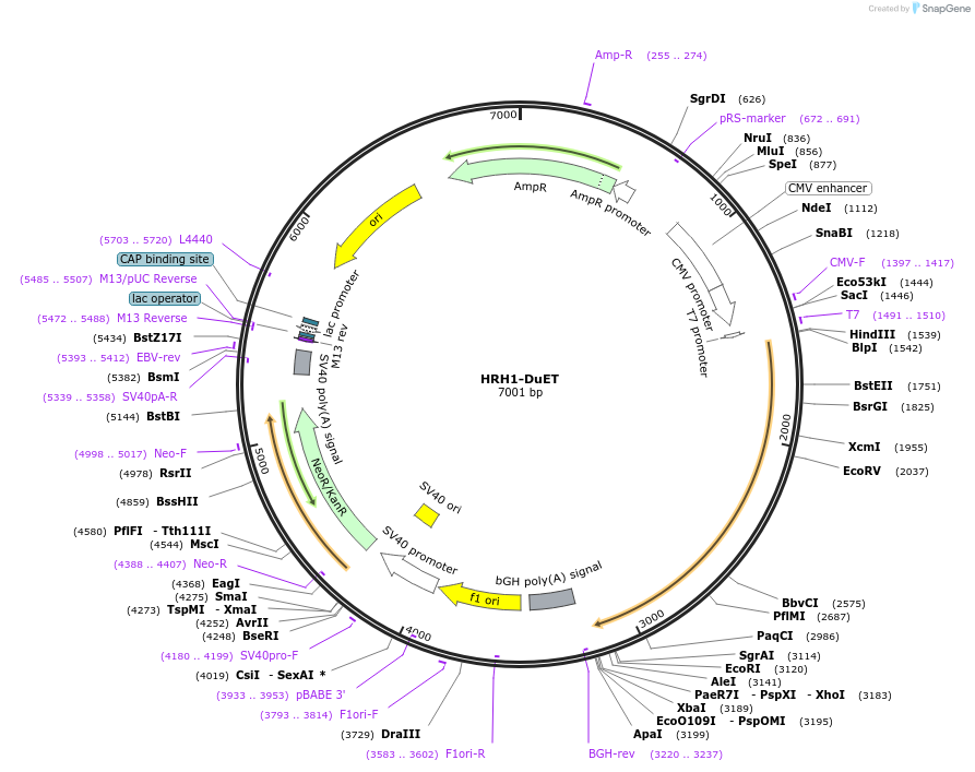 213312-plasmid-map-sequence-id-430850