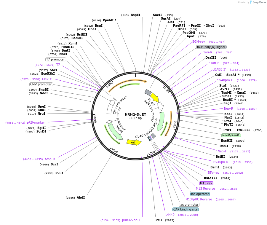 213313-plasmid-map-sequence-id-430851