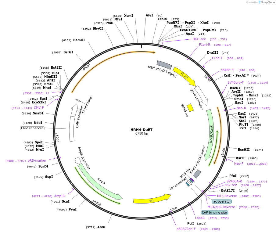 213315-plasmid-map-sequence-id-430852