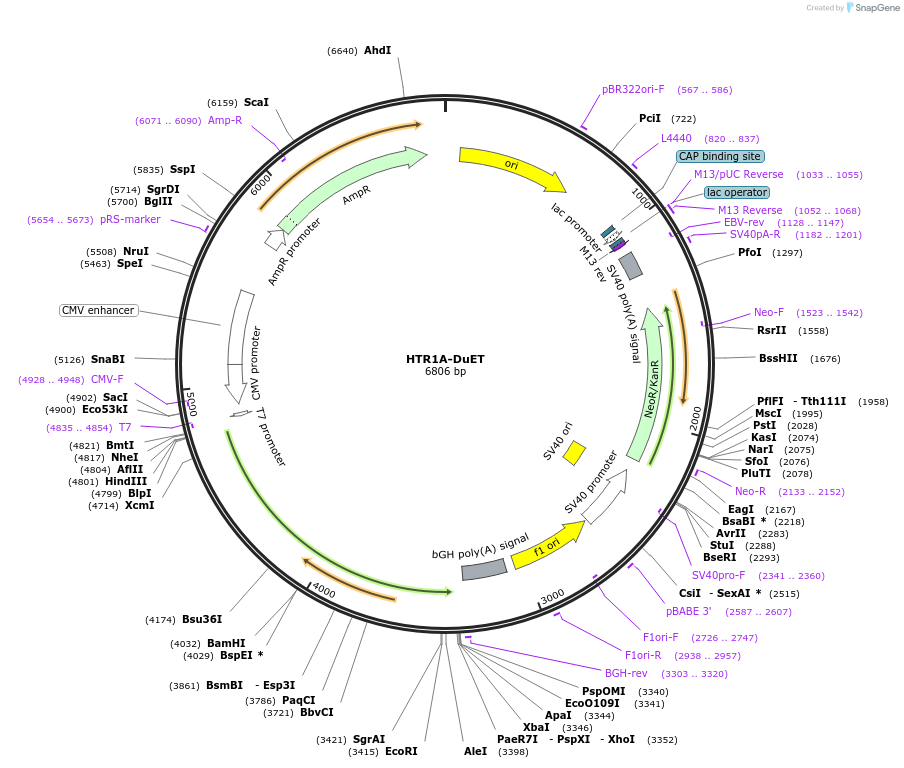 213316-plasmid-map-sequence-id-430853