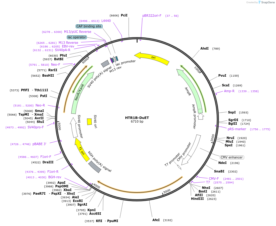 213317-plasmid-map-sequence-id-430854