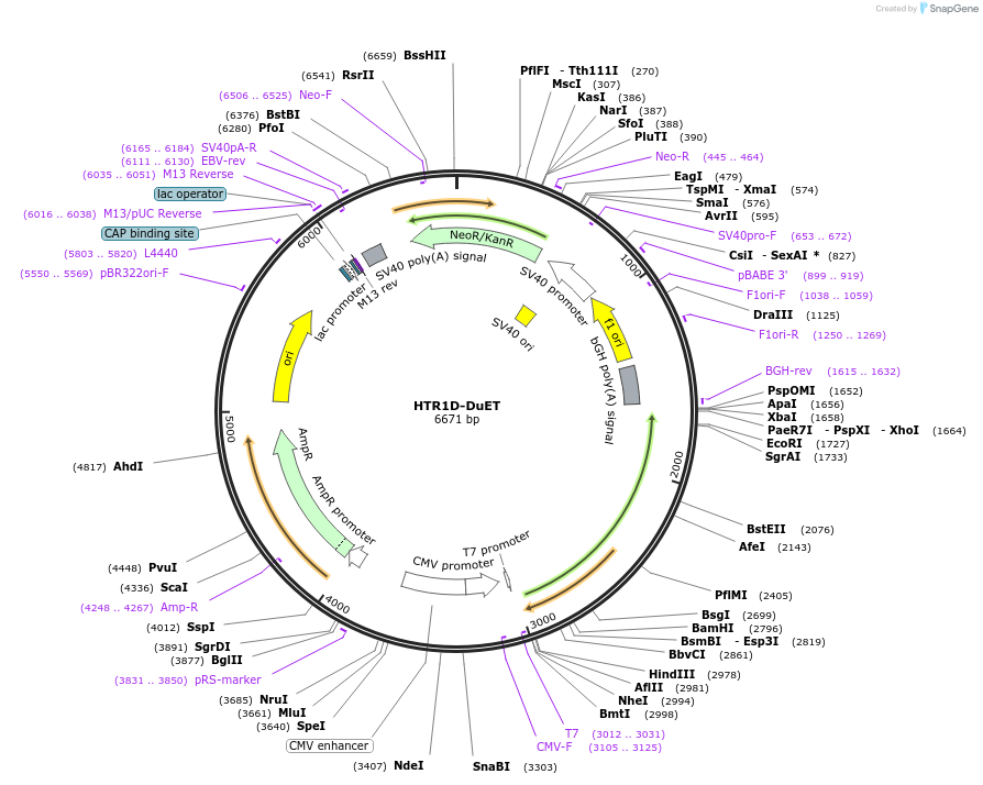 213318-plasmid-map-sequence-id-430855