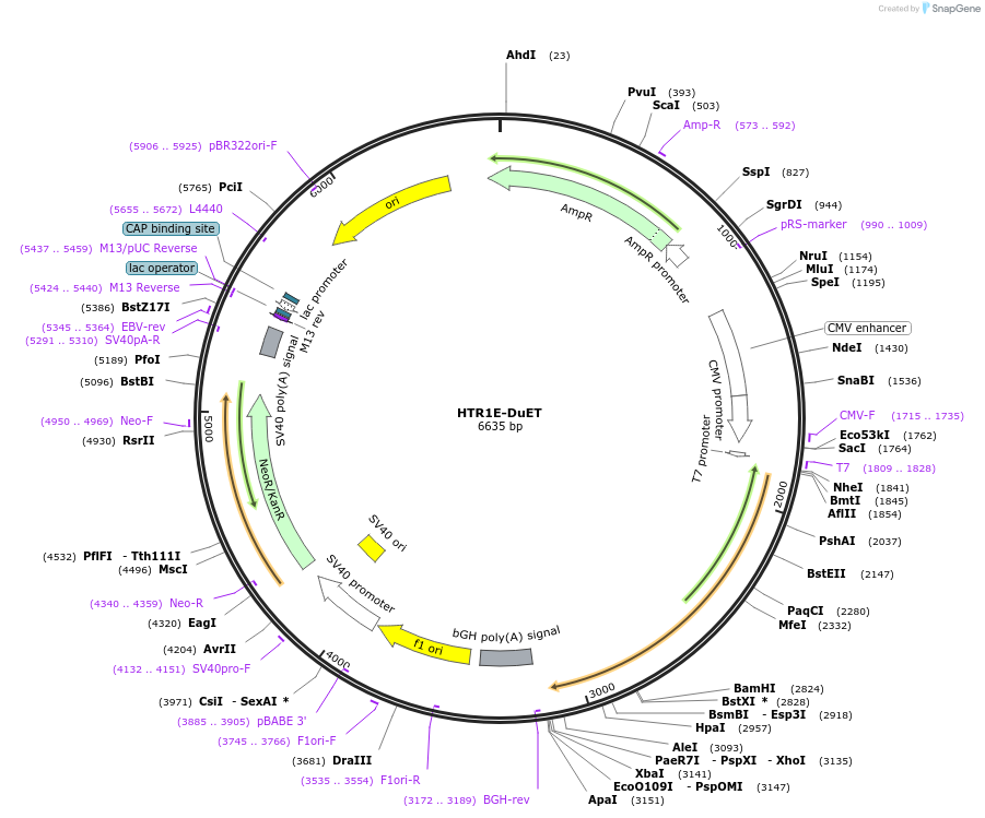 213319-plasmid-map-sequence-id-430856