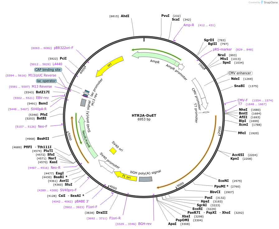 213321-plasmid-map-sequence-id-430857