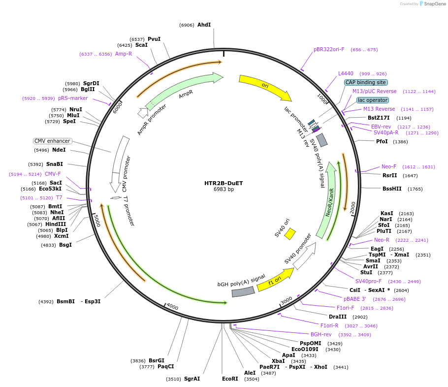 213322-plasmid-map-sequence-id-430858