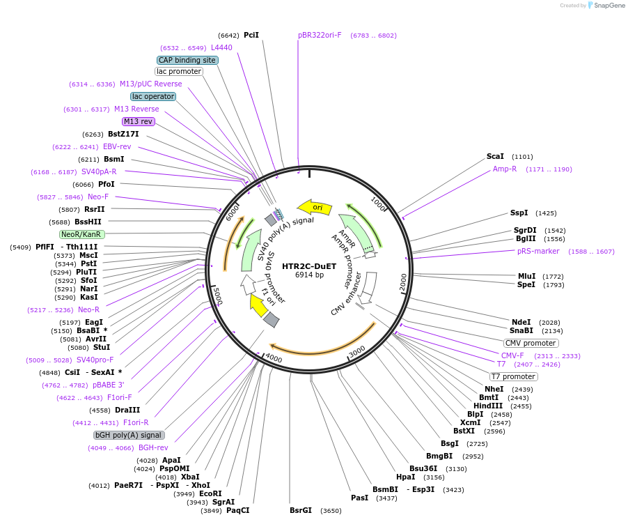 213323-plasmid-map-sequence-id-430859