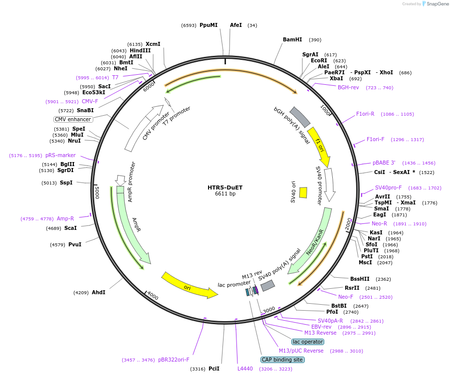 213325-plasmid-map-sequence-id-430860