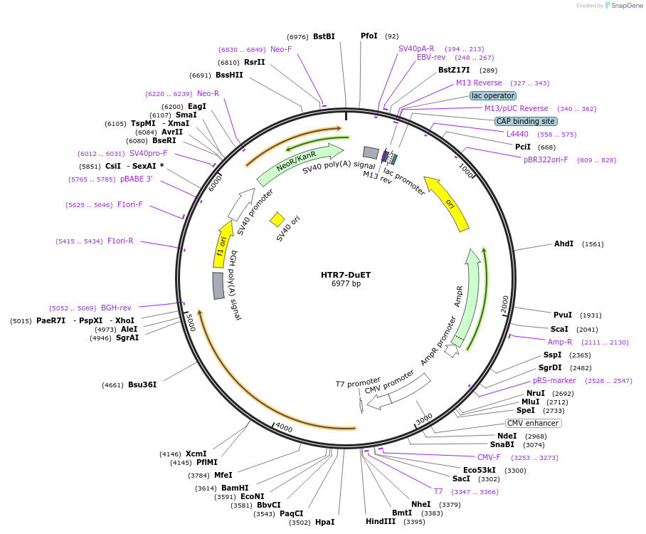 213327-plasmid-map-sequence-id-430861