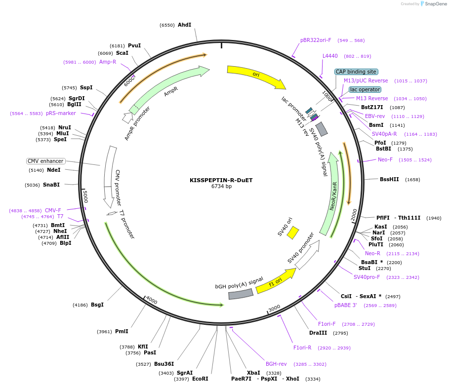 213328-plasmid-map-sequence-id-430862