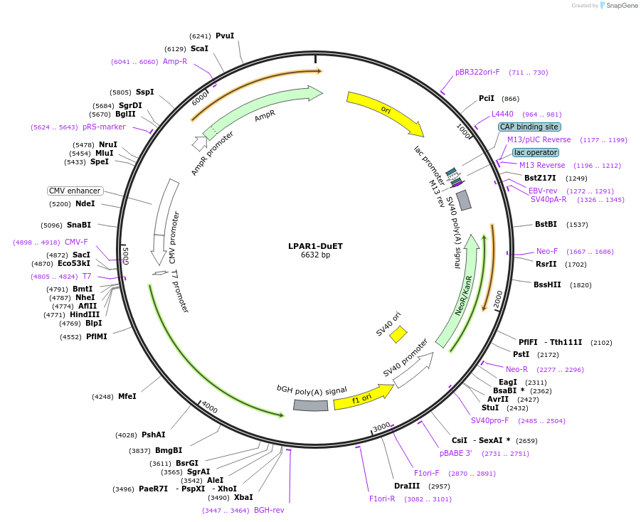 213329-plasmid-map-sequence-id-430863