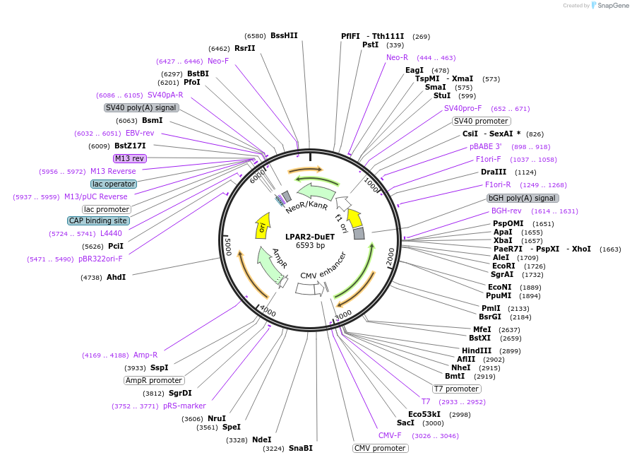 213330-plasmid-map-sequence-id-430864