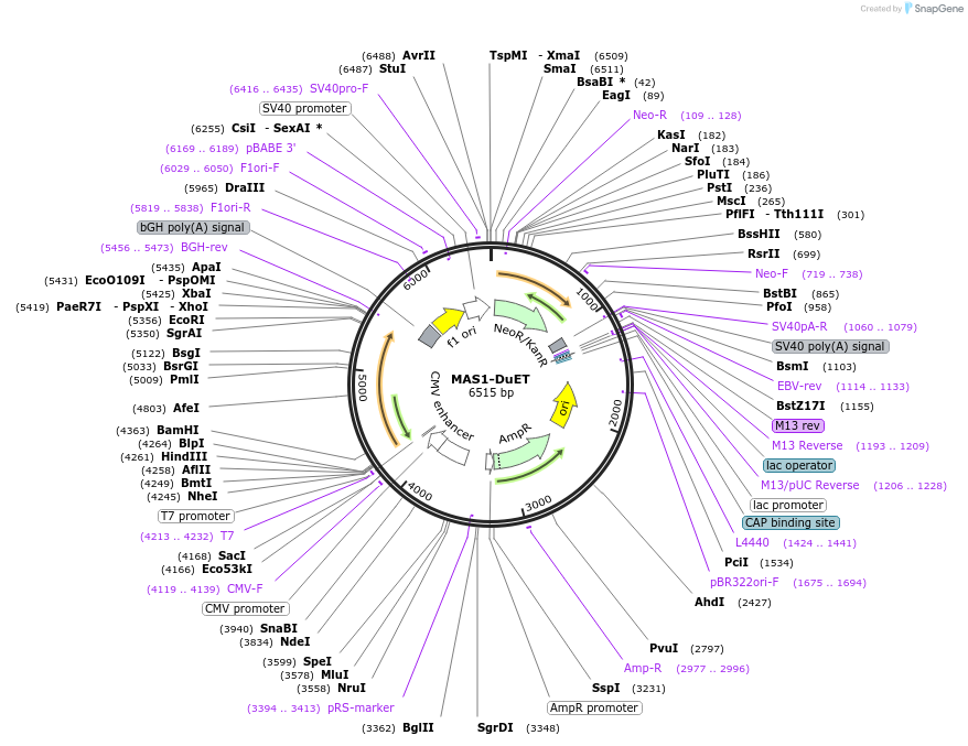 213335-plasmid-map-sequence-id-430866