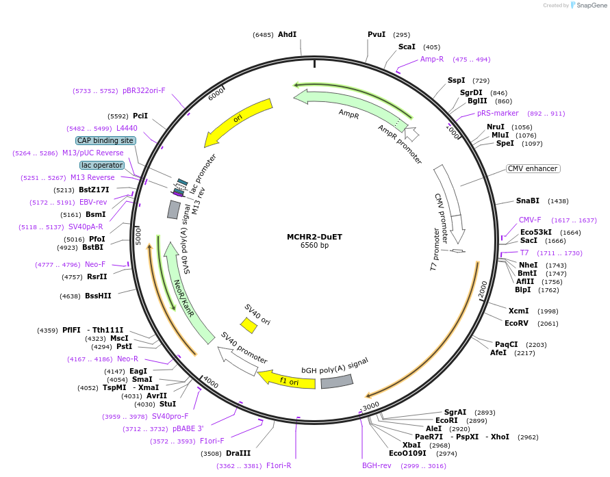 213338-plasmid-map-sequence-id-430867