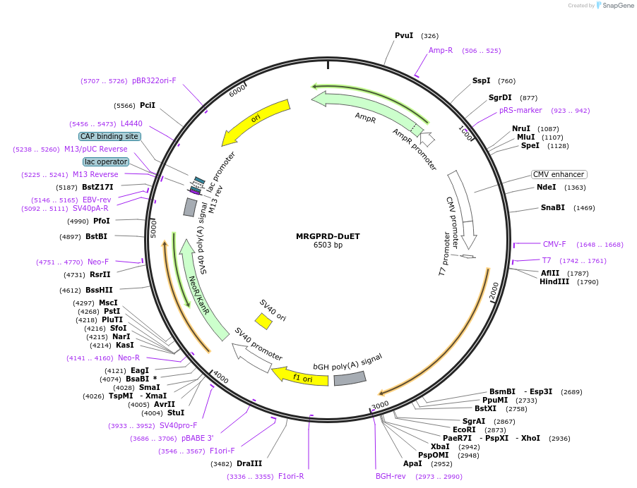 213340-plasmid-map-sequence-id-430868