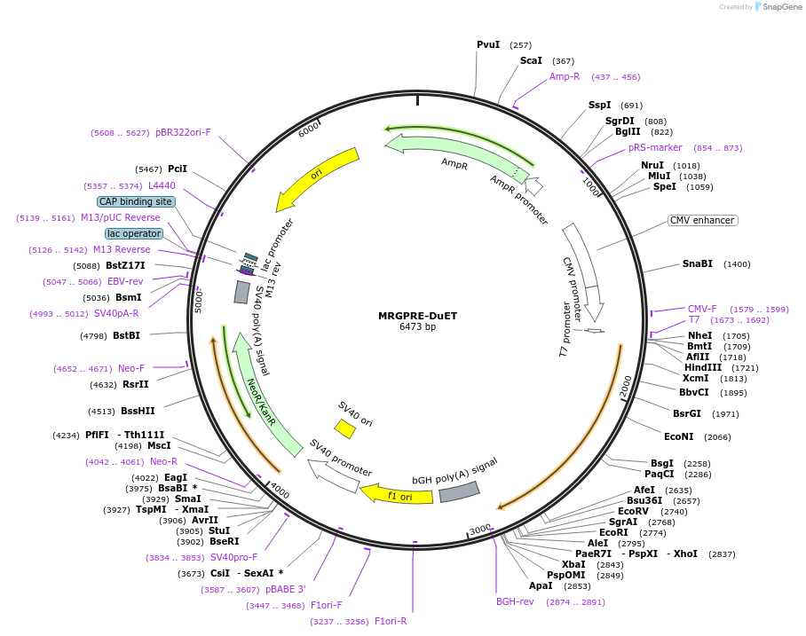 213341-plasmid-map-sequence-id-430869