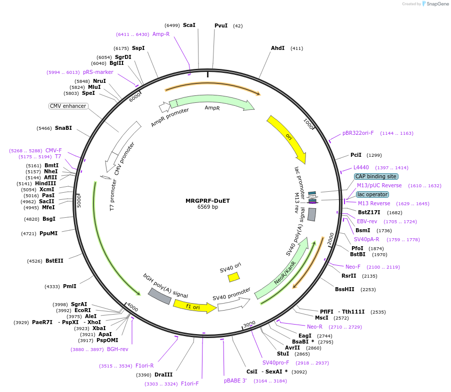 213342-plasmid-map-sequence-id-430870