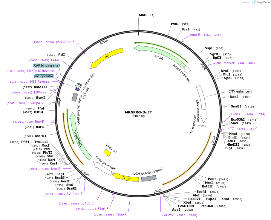 213343-plasmid-map-sequence-id-430871