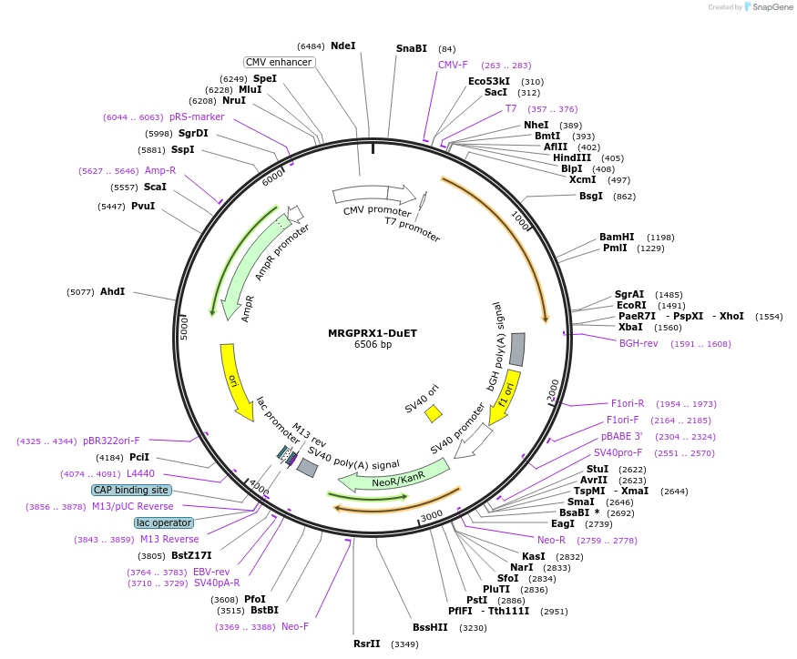 213344-plasmid-map-sequence-id-430872