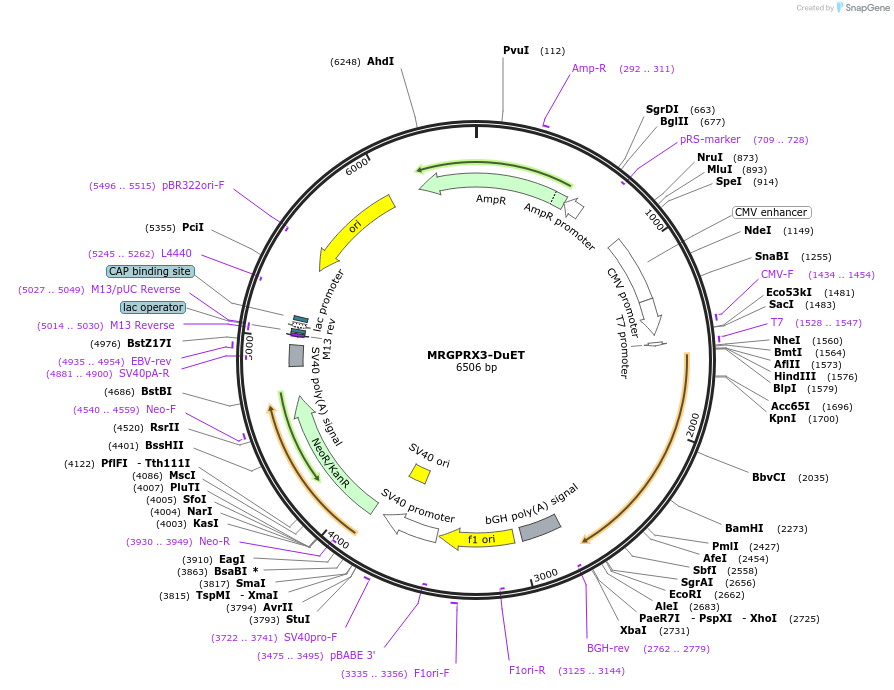 213346-plasmid-map-sequence-id-430873