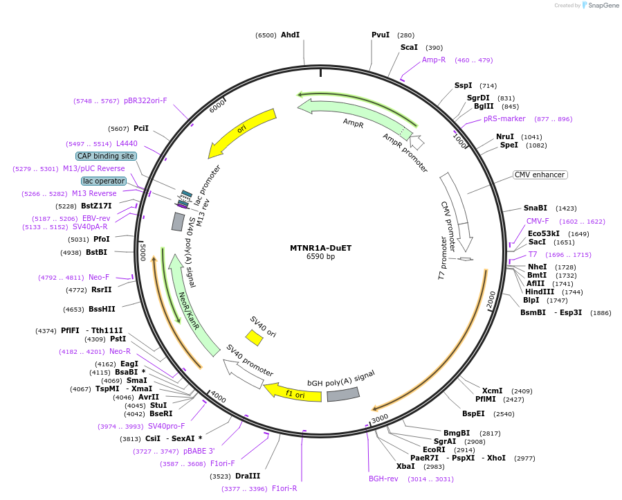 213348-plasmid-map-sequence-id-430874